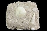 Eocene Fossil Gastropod (Sigmesalia) And Clam - Damery, France #73829-1